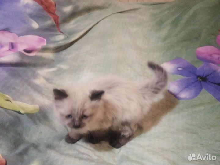 Сиамские котята