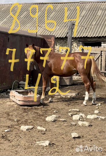 Лошадь жеребец