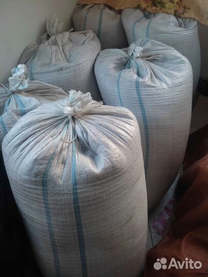 Зерно пшеница