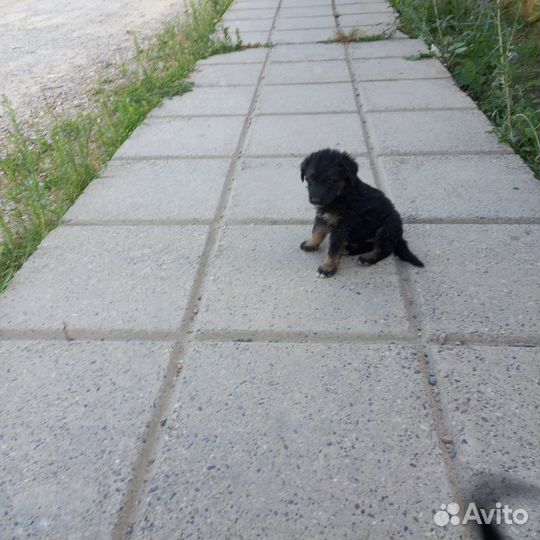 Щенки в добрые руки