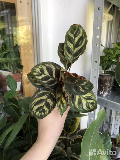 Калатея макоя