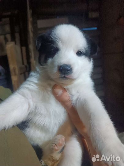 Собаки щенки лайки