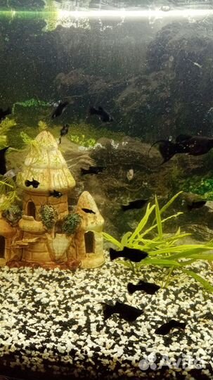 Аквариумные рыбки