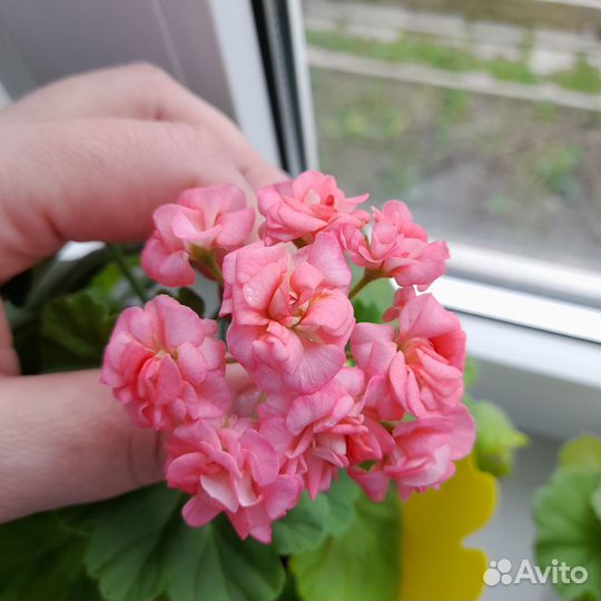 Пеларгония C.A Rose