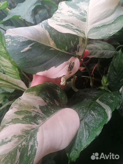 Монстера альба