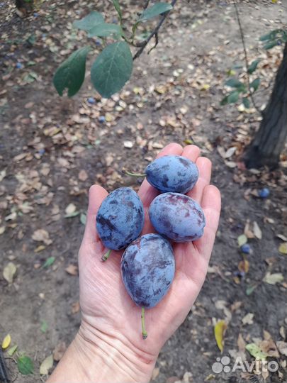 Слива стенлей