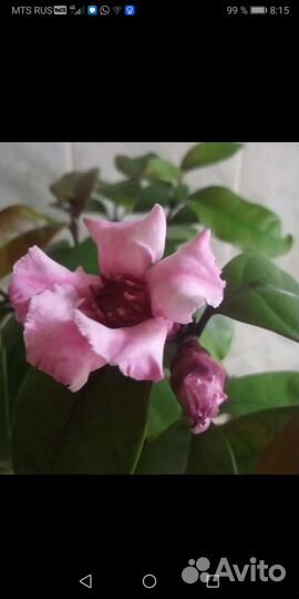 Редкие виды комнатных растений