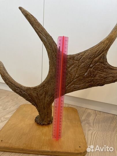 Продам рога Лося