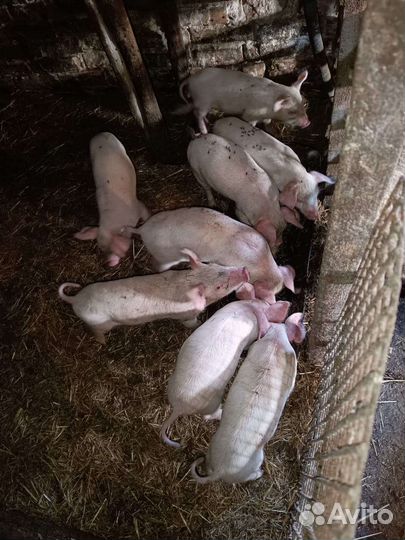 Поросята дюрок крупная белая