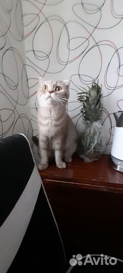 Британская кошка бесплатно