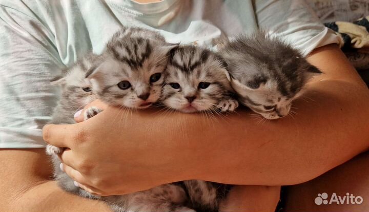 Шотландские котята