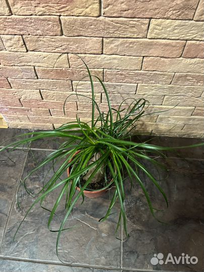 Бокарнея нолина