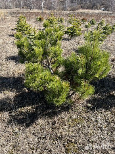 Сосна горная,Лиственница,Карагана,Ель колючая,Туя