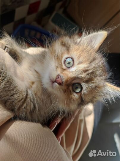 Котенок девочка