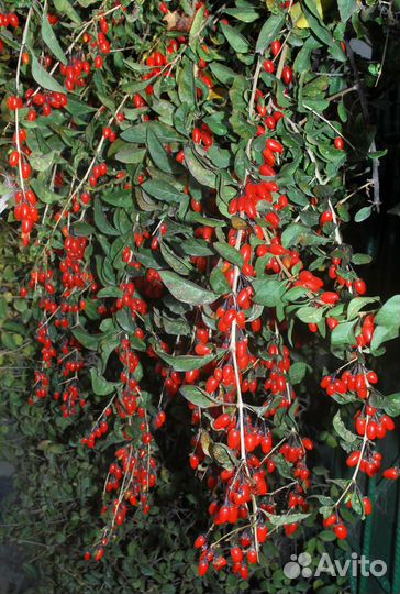 Томат, физалис, годжи, семена