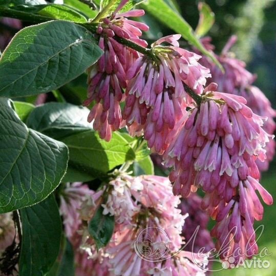 Саженцы плодовых, декоративных, редких растений