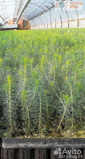 Зкс сосна ель сеянцы Закрытая корневая система