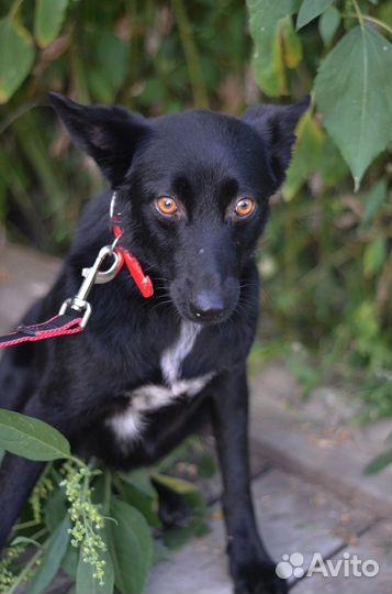 Собака Пеппи