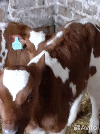 Телята бычки