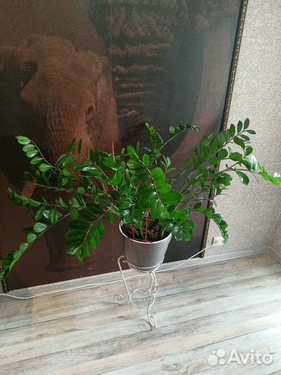 Замиокулькас