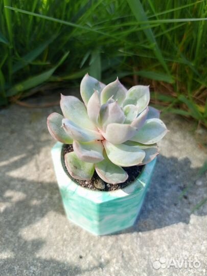 Суккуленты