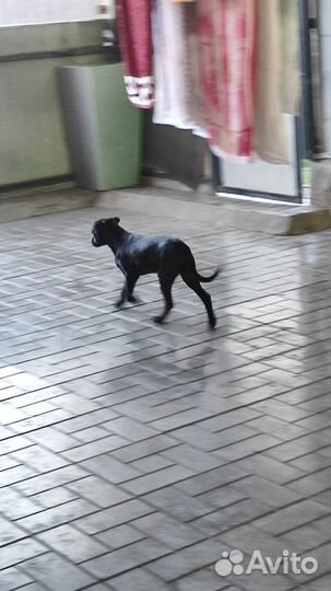 Щенки -демоны