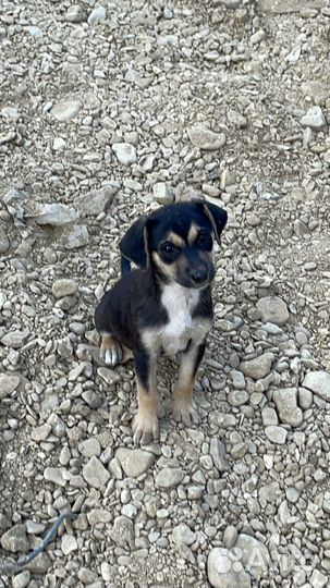 Отдаю в добрые руки щенков