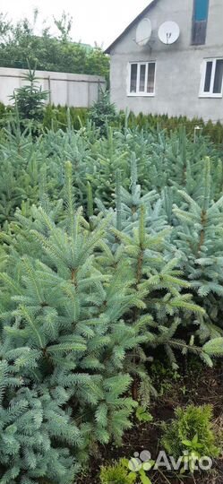 Саженцы хвойных