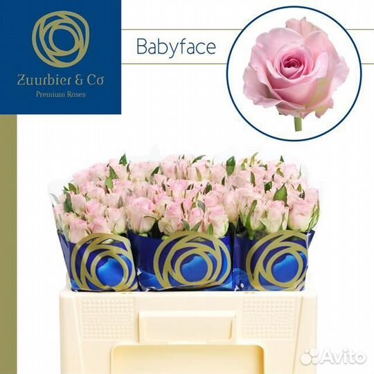 Букет из роз Babyface Премиум 50 см (11-101)