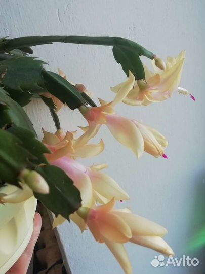 Декабрист цвет шампань с горшком