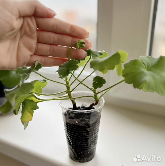 Пеларгонии сортовые