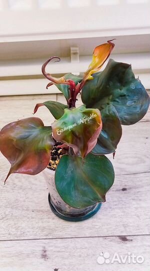 Филодендрон Ред Харт(Блек Кардинал твист)