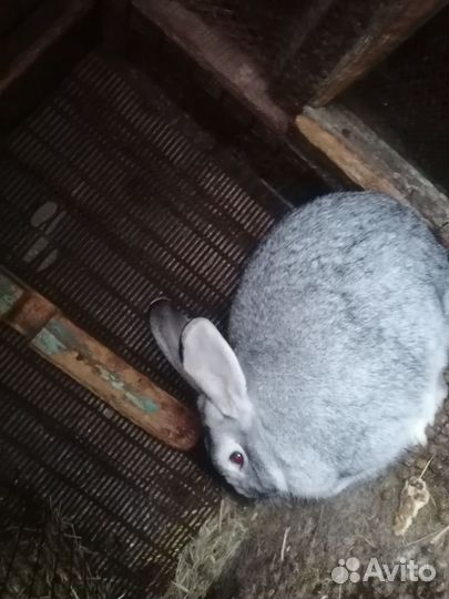 Взрослые и маленькие кролики