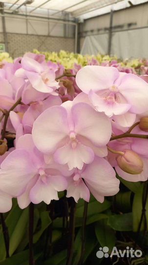 Орхидея фаленопсис Сакура отцветает