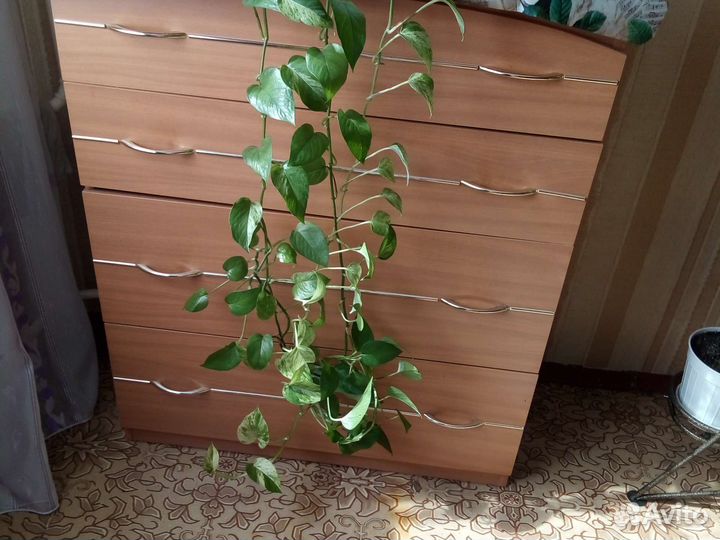 Сциндапсус