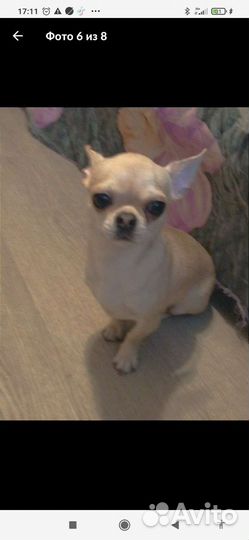 Чихуахуа девочка