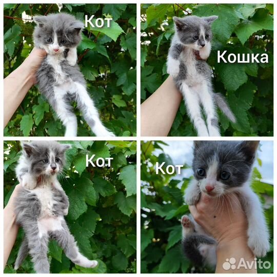 Очаровательные котята ищут дом