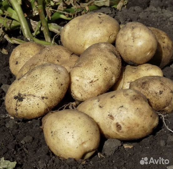 Картофель 2023 года