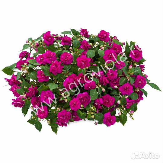 Бальзамин махровый