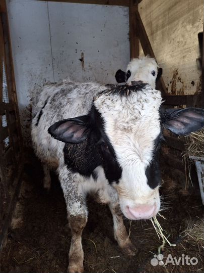 Бычок сементал