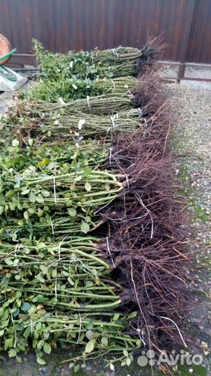 Саженцы розы