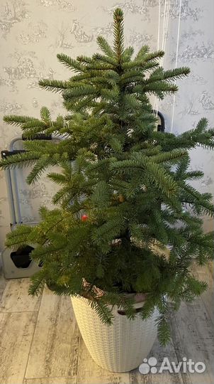 Ель живая
