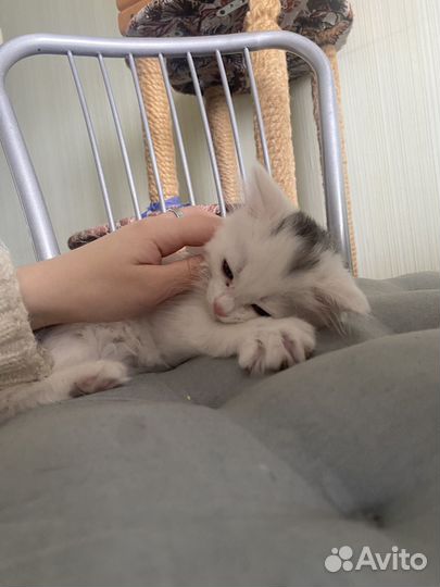 Котята турецкой ангоры