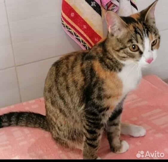 Кошечка в добрые руки