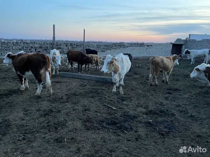 Быки,коровы,телята