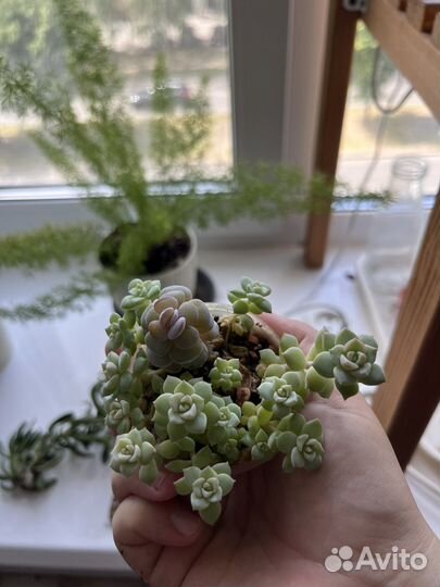 Суккуленты. Седум моргана,эхеверия лау, церопегия