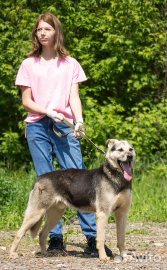 Энергичный красавчик Шико ищет дом
