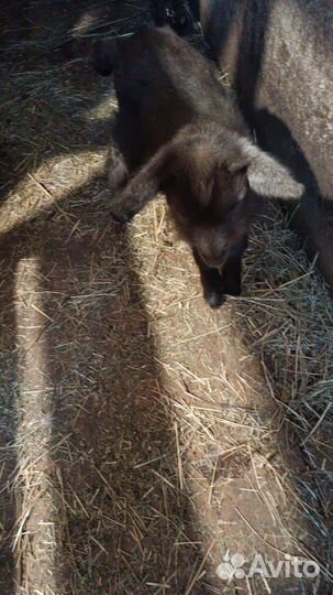 Козы козочки козлики козлята