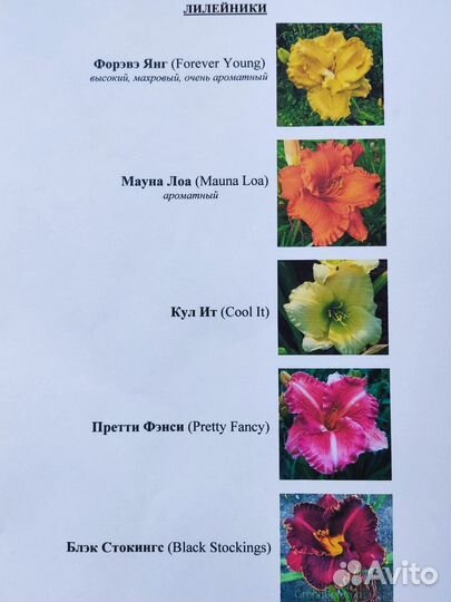 Лилейники сортовые
