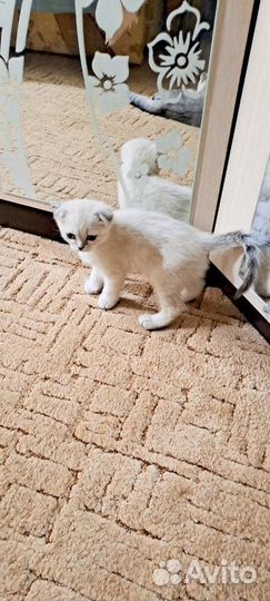 Шотландские вислоухие котята